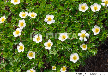 鳥海山の高山植物(チングルマ) 鳥海山の高山植物(チングルマ) 68853785