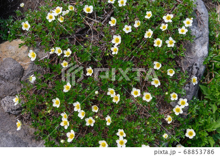 鳥海山の高山植物(チングルマ) 鳥海山の高山植物(チングルマ) 68853786