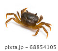 サワガニ（Geothelphusa dehaani） 68854105