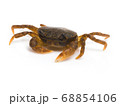 サワガニ（Geothelphusa dehaani） 68854106