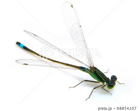 イトトンボ（Ischnura senegalensis） 68854107