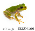 アマガエル（Hyla japonica） 68854109