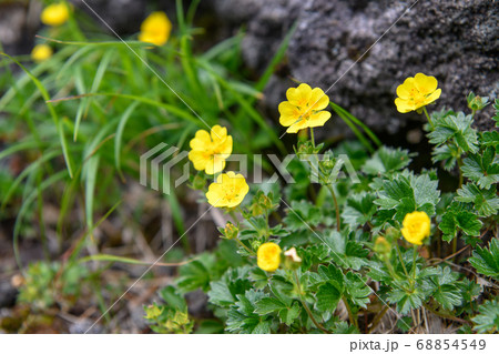 鳥海山の高山植物（ミヤマキンバイ） 68854549