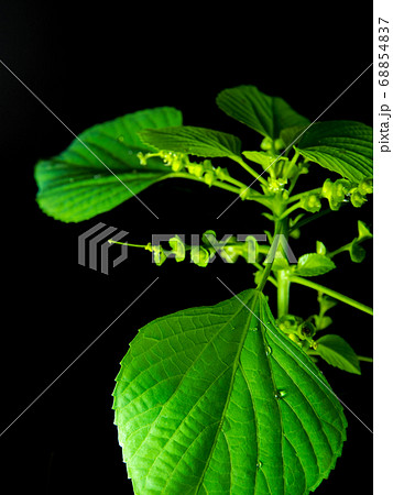 Vivid green leaves of Indian acalypha copperleaf Vivid green leaves of Indian acalypha copperleaf 68854837