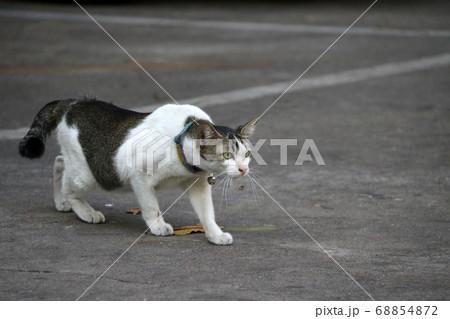 The cat walking to attack something on the concrete floor. 68854872