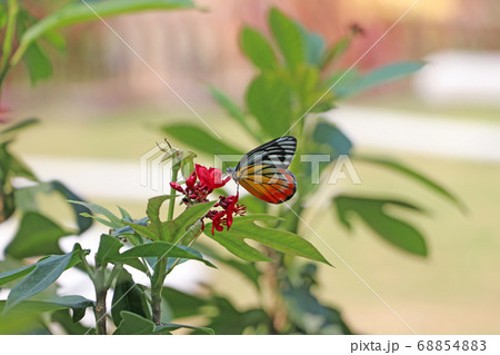 The butterfly on red flowers with blur green nature background. 68854883