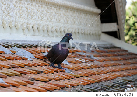 Pigeon standing on the clay tile roof. Pigeon standing on the clay tile roof. 68854902