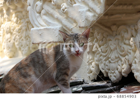 Cat standing on the clay tile roof. It is a small domesticated carnivorous mammal with soft fur 68854903