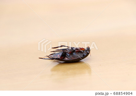 Insect lie supine on the wooden floor. Insect lie supine on the wooden floor. 68854904