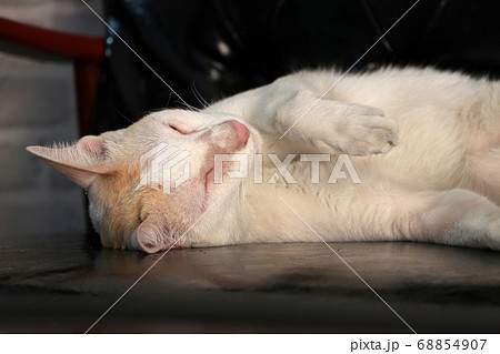 White cat sleep comfortably on the black leather sofa. White cat sleep comfortably on the black leather sofa. 68854907