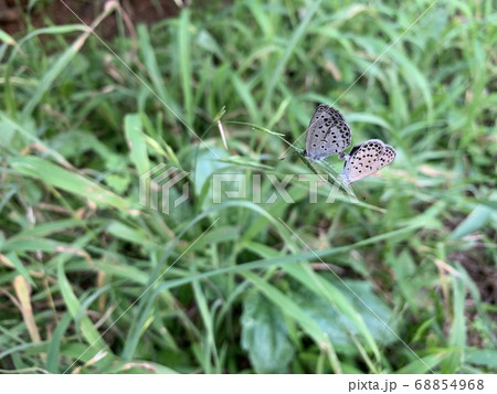 シジミチョウカップルの交尾/A couple of Lycaenidae シジミチョウカップルの交尾/A couple of Lycaenidae 68854968