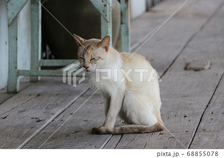 Orange with white color of cat sitting on the wooden floor. Orange with white color of cat sitting on the wooden floor. 68855078