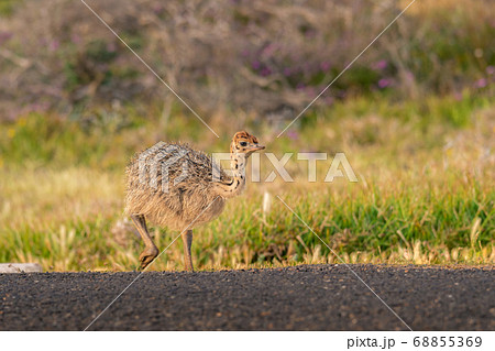 Ostrich baby walk for living on field at seaside Ostrich baby walk for living on field at seaside 68855369