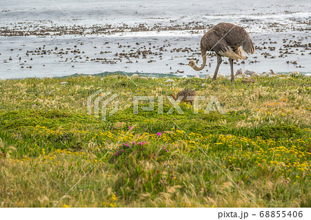 Ostrich walk for living on field at seaside Ostrich walk for living on field at seaside 68855406