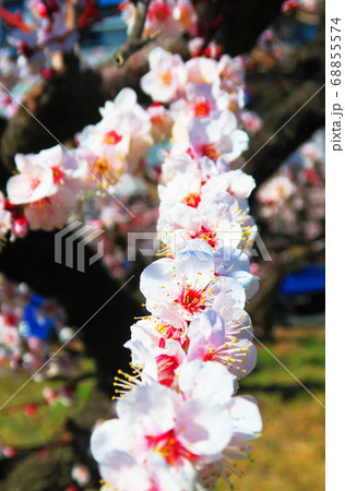 梅の花と青空の風景 68855574