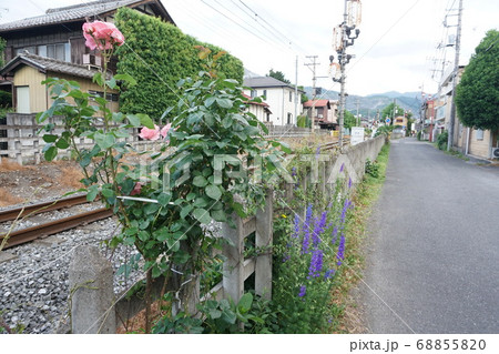 柵に花咲く 柵に花咲く 68855820