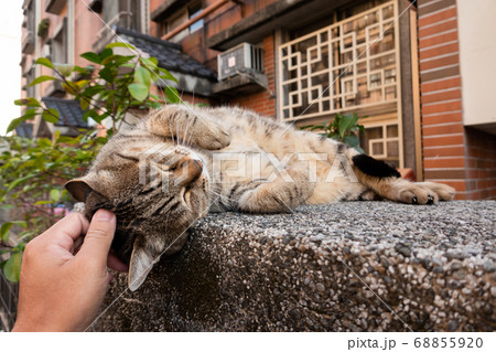 lazy tabby cat sleep on a ground 68855920