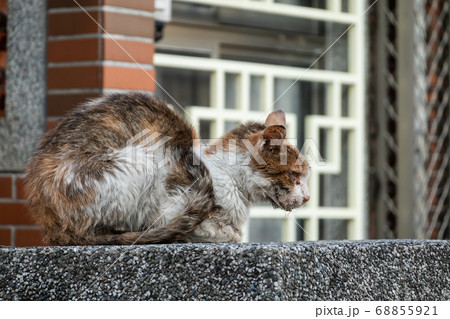 stray cat was sick stray cat was sick 68855921