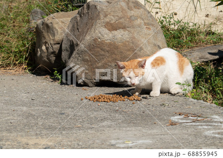 stray cat eat food 68855945