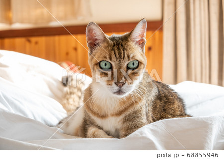 lazy and funny tabby cat lazy and funny tabby cat 68855946