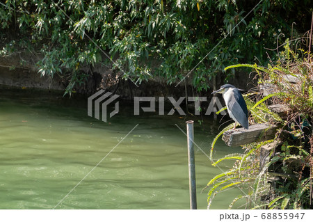 black-crowned night heron 68855947