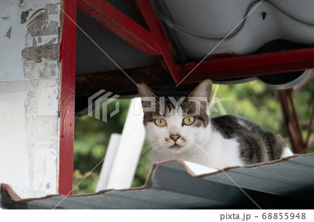 stray cat sit at a street 68855948