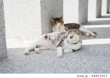 cat sleeping with her daughter cat sleeping with her daughter 68855954