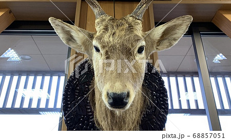 鹿の剥製八溝山系ニホンジカ