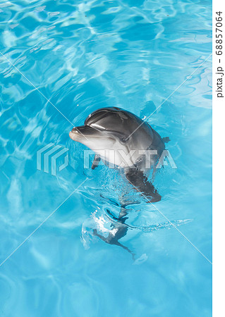 dolphin 68857064