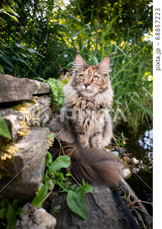 maine coon cat beside pond maine coon cat beside pond 68857223