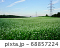蕎麦の花畑 68857224