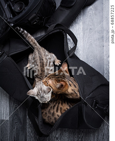 two bengal cats and kitten resting in bag two bengal cats and kitten resting in bag 68857225