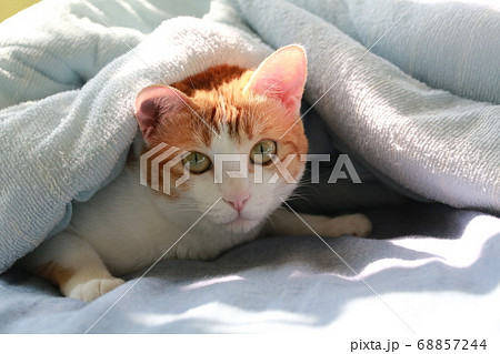 cat hide the blanket 68857244