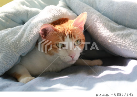 cat hide the blanket cat hide the blanket 68857245