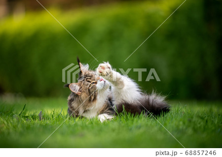 maine coon cat grooming fur in nature with green hedge in the background maine coon cat grooming fur in nature with green hedge in the background 68857246