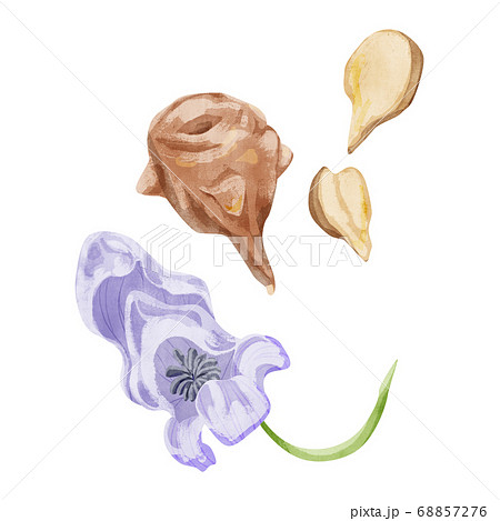 附子(フズ)漢方薬の生薬水彩イラスト 附子(フズ)漢方薬の生薬水彩イラスト 68857276