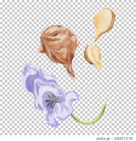 附子(フズ)漢方薬の生薬水彩イラスト 附子(フズ)漢方薬の生薬水彩イラスト 68857276