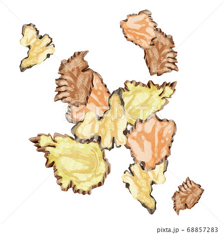 川芎（センキュウ）漢方薬の生薬水彩イラスト 68857283