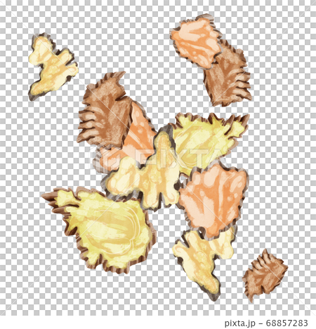 川芎（センキュウ）漢方薬の生薬水彩イラスト 68857283