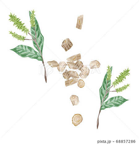 五膝（ゴシツ）漢方薬の生薬水彩イラスト 68857286