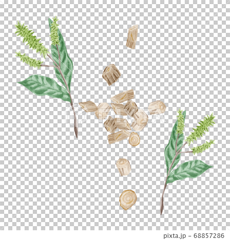 五膝（ゴシツ）漢方薬の生薬水彩イラスト 68857286