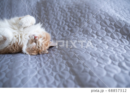 tired cat sleeping on blanket tired cat sleeping on blanket 68857312