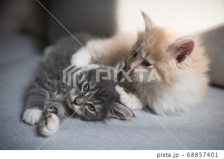 two maine coon kittens cuddling 68857401