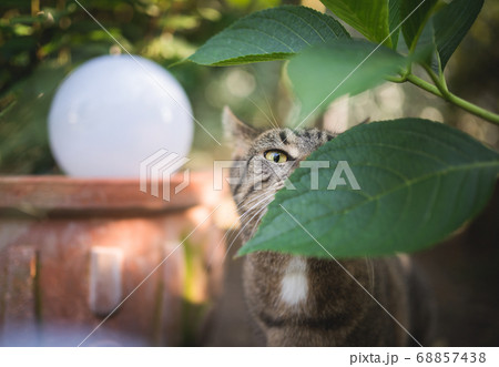 tabby Cat smelling green leaf tabby Cat smelling green leaf 68857438