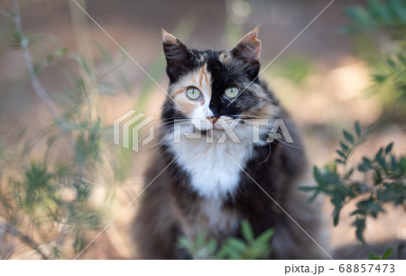 beautiful calico stray cat on mallorca 68857473
