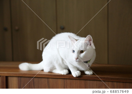 White Cat White Cat 68857649