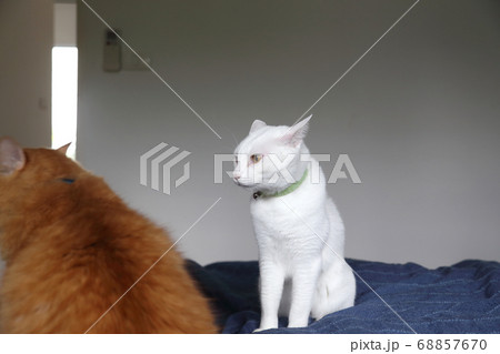 Two Cats 68857670