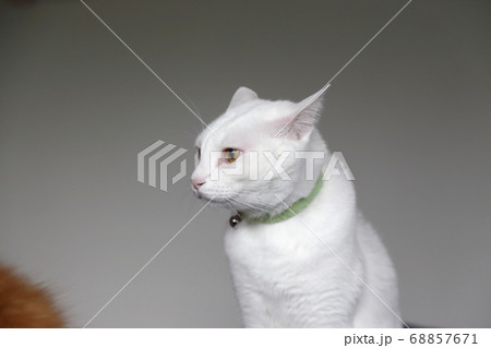 Two Cats 68857671