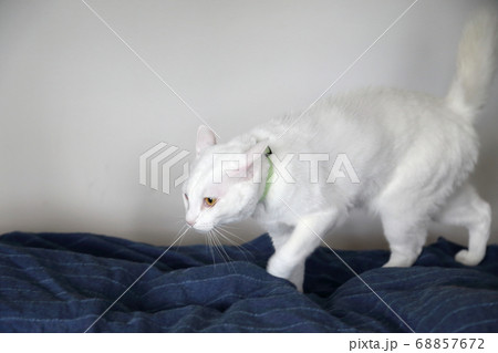 White Cat 68857672