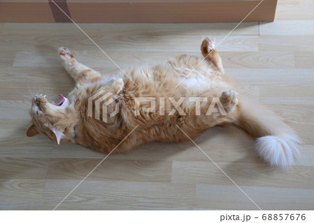 Ginger Cat 68857676